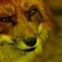 Росприроднадзор объяснил, почему лисы выходят к людям