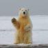 Петербургские ученые пересчитали белых медведей на острове Врангеля при помощи беспилотников - Новос...