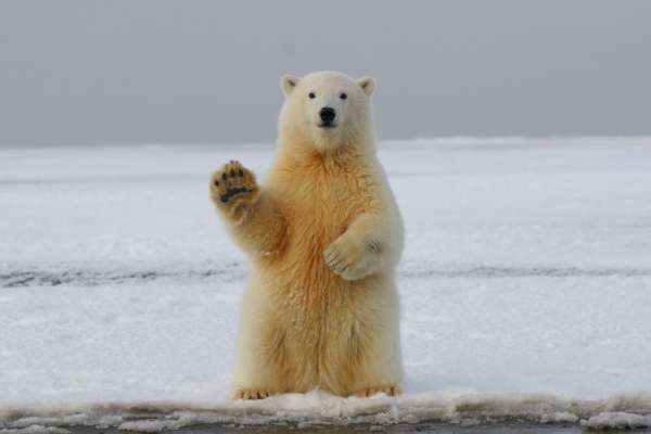 Петербургские ученые пересчитали белых медведей на острове Врангеля при помощи беспилотников