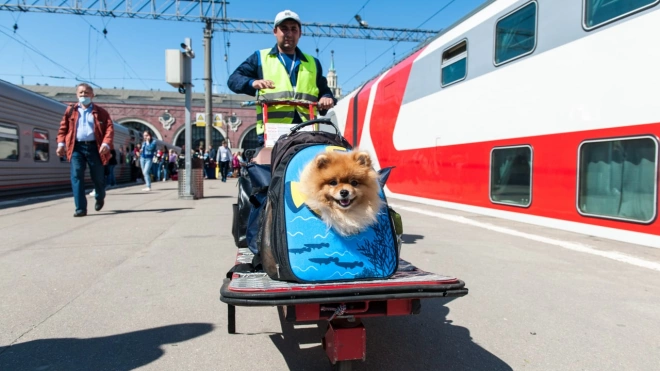 За 9 месяцев по Северо-Западу на поездах перевезли почти 5 тысяч животных без хозяев