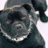 Ужесточение контроля за выгулом опасных собак поддержали в Госдуме - Новости Санкт-Петербурга