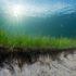Ученые обнаружили, что водоросли предотвращают размывание береговой линии штормами