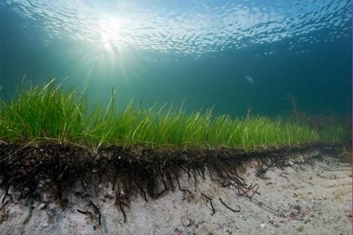 Ученые обнаружили, что водоросли предотвращают размывание береговой линии штормами 