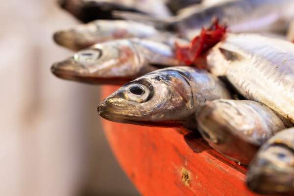 Петербургский Роспотребнадзор изъял  из оборота свыше тонны некачественной рыбы