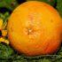 Россельхознадзор не допустил ввоза в Петербург 25,4 тонн апельсинов с опасными личинками - Новости С...