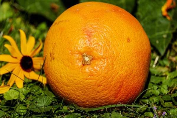 Россельхознадзор не допустил ввоза в Петербург 25,4 тонн апельсинов с опасными личинками