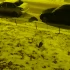 Видео: в Гатчине заметили дикобраза