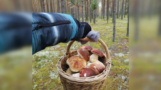В ноябре петербуржцы продолжают собирать полные корзины грибов