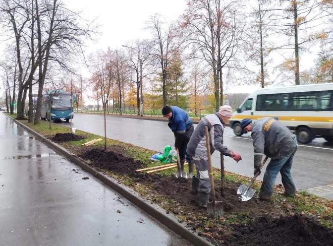 В Петербурге близится к завершению сезон осенней посадки деревьев