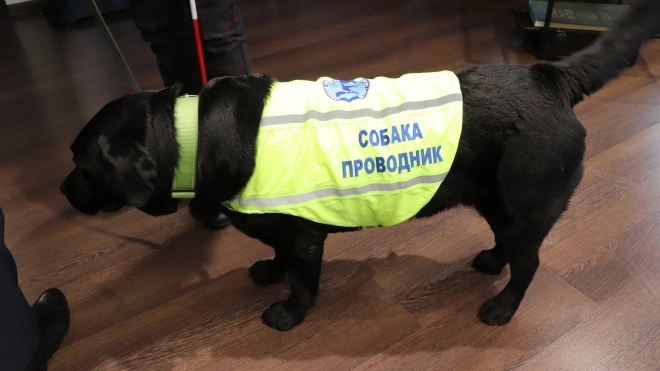 Инвалидам по зрению в Петербурге предложили доплату за содержание собак-проводников