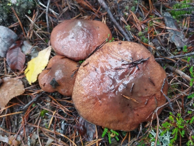 В ноябре петербуржцы продолжают собирать полные корзины грибов