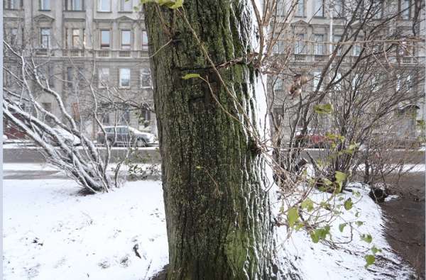 В Петербурге 19 декабря ожидается похолодание со снегом