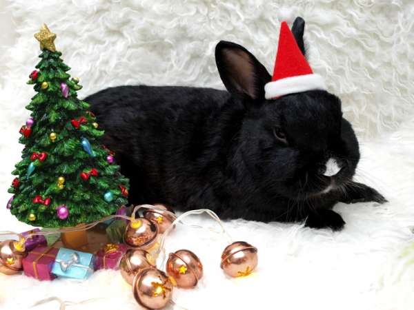 Не спугнуть кролика: как отмечать Новый год