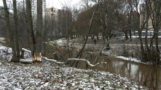 Биолог Павел Глазков предупредил петербуржцев о возможном падении деревьев в районе реки Оккервиль, где живут бобры2