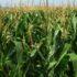 На кукурузном поле в Ставропольском крае застрелили мужчину