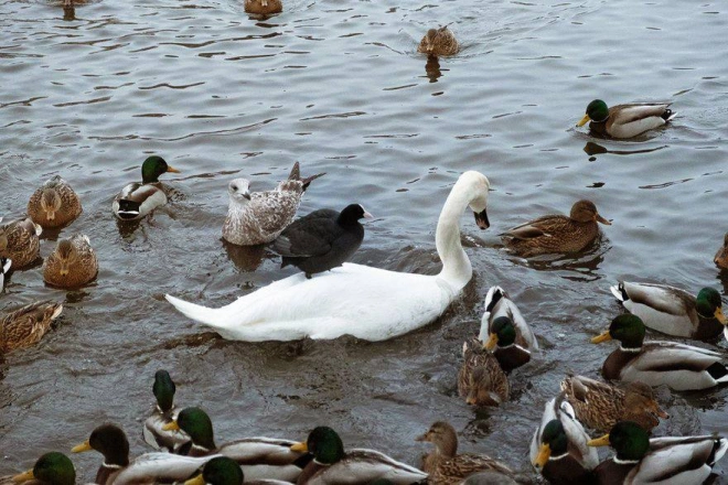 В Гатчинском парке лысухи устроили катания на лебедях