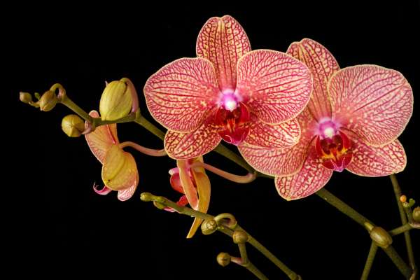 В петербургском Ботаническом саду открылась выставка орхидей и бромелий