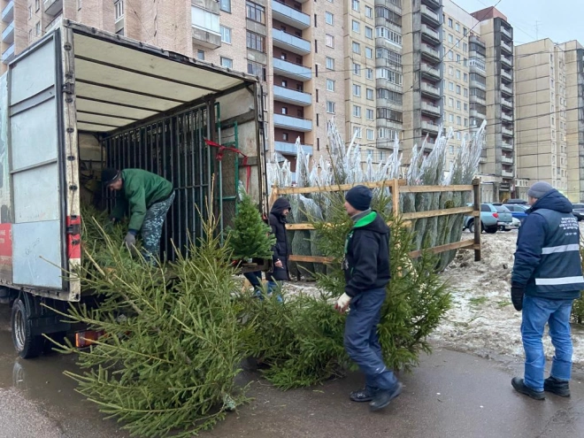 В Петербурге от незаконных ёлочных базаров освобождено 7 земельных участков