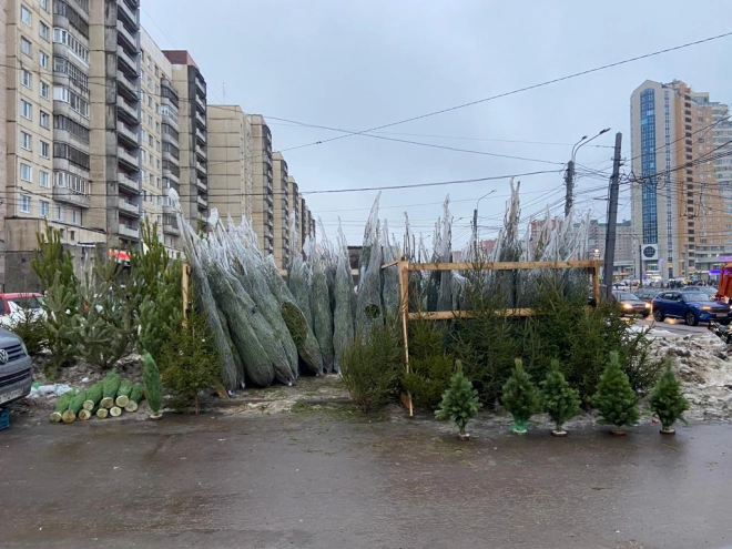 В Петербурге от незаконных ёлочных базаров освобождено 7 земельных участков