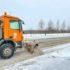 Петербуржцам рассказали, куда обращаться по вопросам уборки снега - Новости Санкт-Петербурга