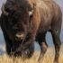 Тринадцать бизонов убил грузовик возле Йеллоустонского национального парка