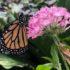 Биологи обнаружили, что яд бабочек-монархов вредит им самим