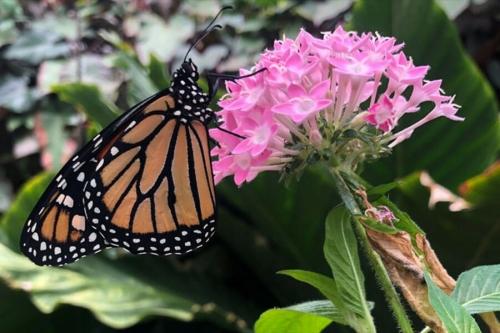 Биологи обнаружили, что яд бабочек-монархов вредит им самим 