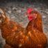 В Японии из-за птичьего гриппа избавятся более чем от 10 миллионов кур