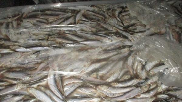 Импорт рыбной продукции через Петербург сократился вдвое за год