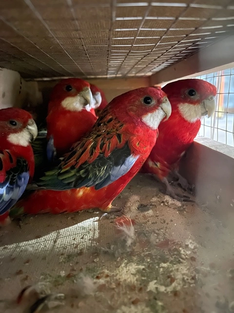 В Пулково за один день 556 декоративных птиц прошли ветеринарный контроль