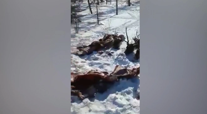 На Сахалине неизвестные убили 26 краснокнижных оленей0