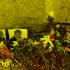 В Петербурге почтили память убитого оппозиционного политика Бориса Немцова