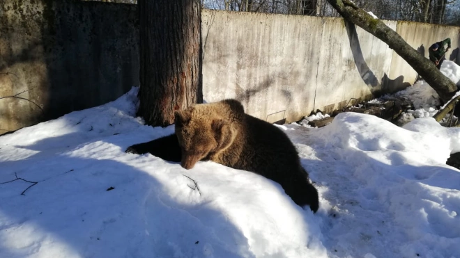 Весенняя оттепель в Петербурге и Ленобласти вывела медведей из спячки