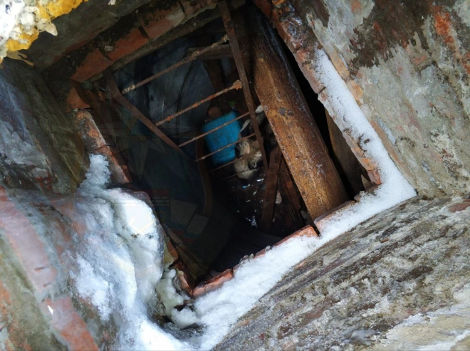 В Ленобласти спасли собаку, которая провалилась в подвал разрушенного здания1