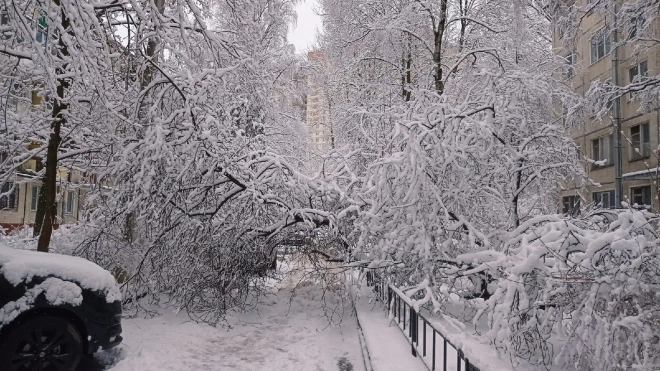Деревья Петербурга начали падать от тяжести весеннего снега
