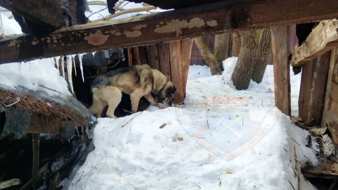В Ленобласти спасли собаку, которая провалилась в подвал разрушенного здания