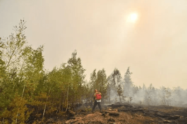Особые противопожарные нормы установили в лесах Подмосковья, зеленоград-инфо.рф