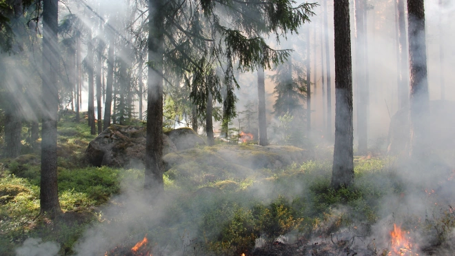 В лесах Ленобласти объявлен пожароопасный сезон