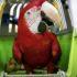Россиянин украл попугая ара у своего арендатора и продал его соседу сверху