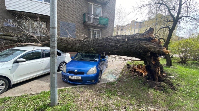 Ветер в Петербурге повалил деревья на авто