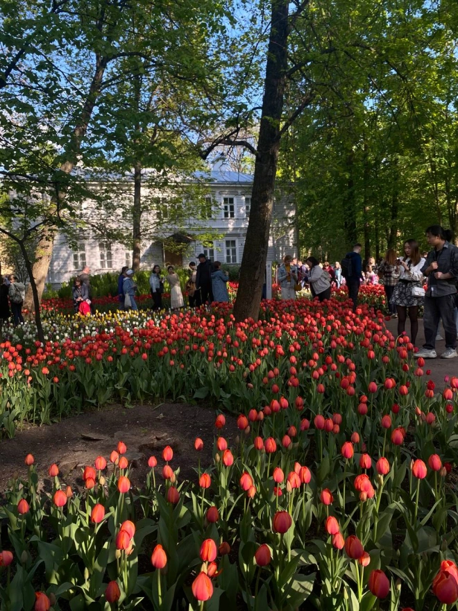 Жителей Петербурга приглашают на фестиваль тюльпанов в ЦПКиО им. Кирова
