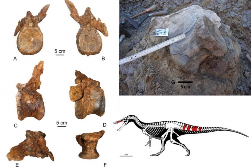 На территории Испании открыли новый вид динозавра-спинозаврида 