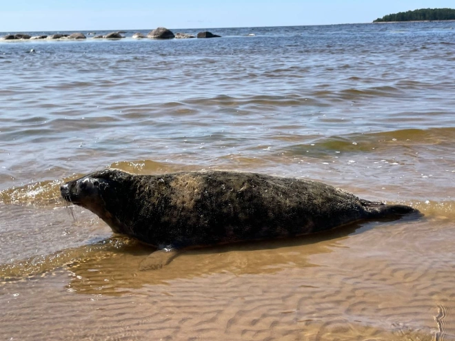 Тюлени Дамбик, Пасха и Выборгуша вернулись в Балтийское море