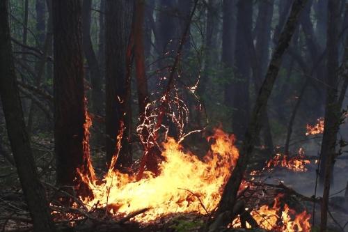 В Алтайском крае продолжают бороться с лесным пожаром в Егорьевском районе 
