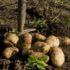 В Гатчинском районе полиция задержала мужчину, насмерть задавившего пожилую воровку картофеля у дере...