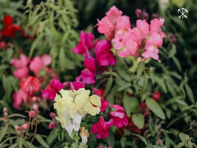 Этим летом  Петербург украсят более 5,5 миллионов цветов