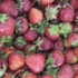 В Ленобласти начался сбор ягод