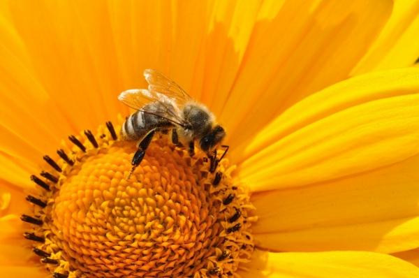 Россиян предупредили о серьезной опасности пчелиных укусов