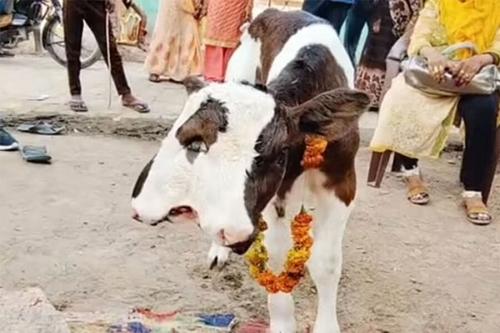  Жители индийской деревни назвали «божьим чудом» рождение двухголового теленка 