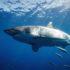 Океанолог Мухаметов опроверг главный миф о нападении акул на жертву